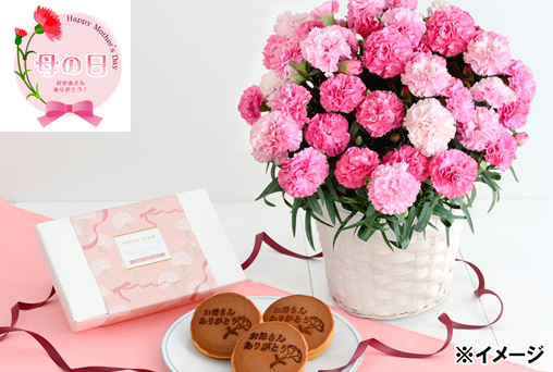 <早割・母の日>【ホシファーム】カーネーション&徳島なると金時のどら焼き